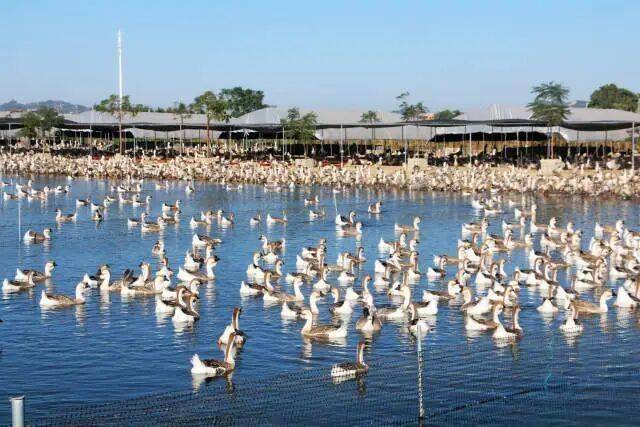 头鹅“飞”向全球餐桌！开元棋牌app澄海狮(图2)