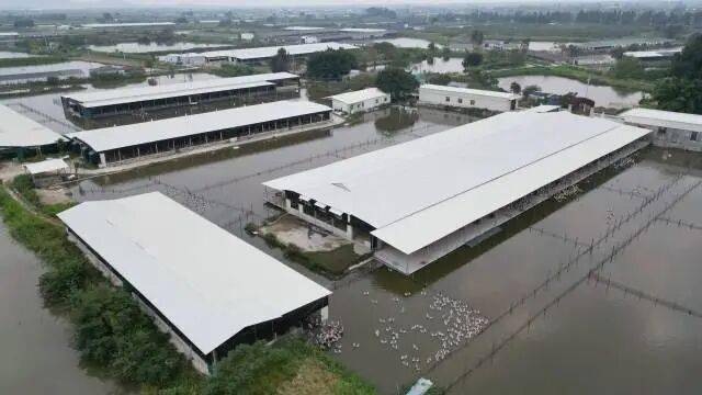 头鹅“飞”向全球餐桌！开元棋牌app澄海狮(图6)