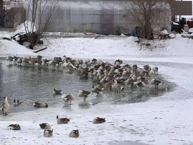 头鹅“飞”向全球餐桌！开元棋牌app澄海狮(图5)