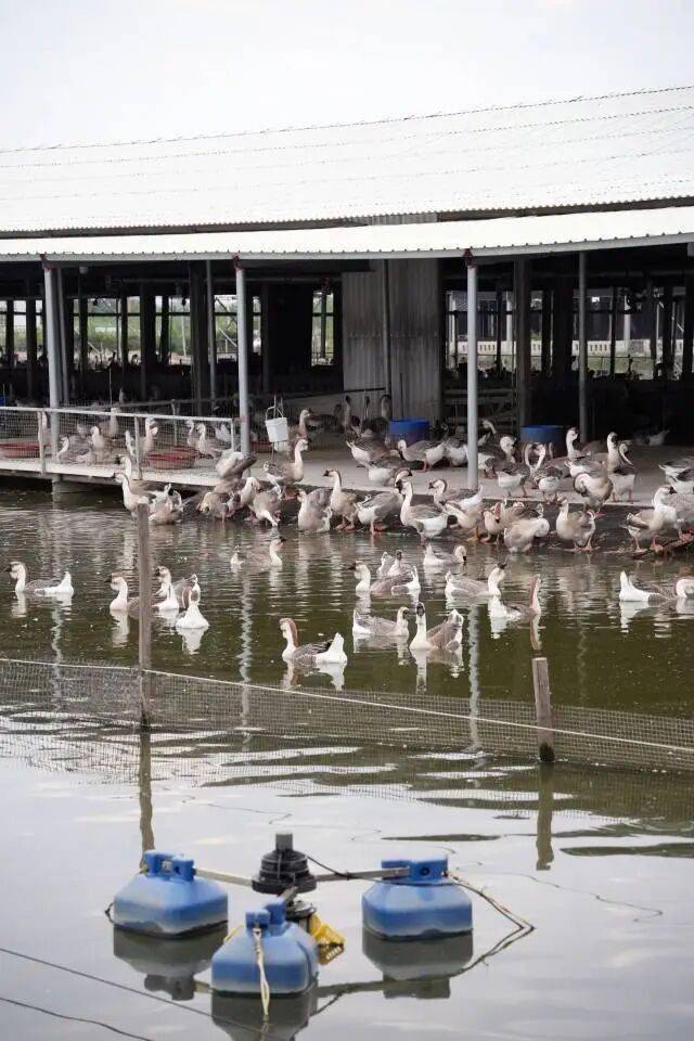 头鹅“飞”向全球餐桌！开元棋牌app澄海狮(图8)