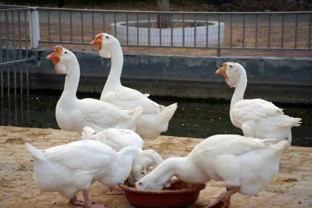 头鹅“飞”向全球餐桌！开元棋牌app澄海狮(图7)